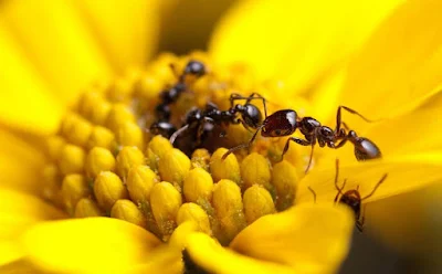 El genero de las hormigas