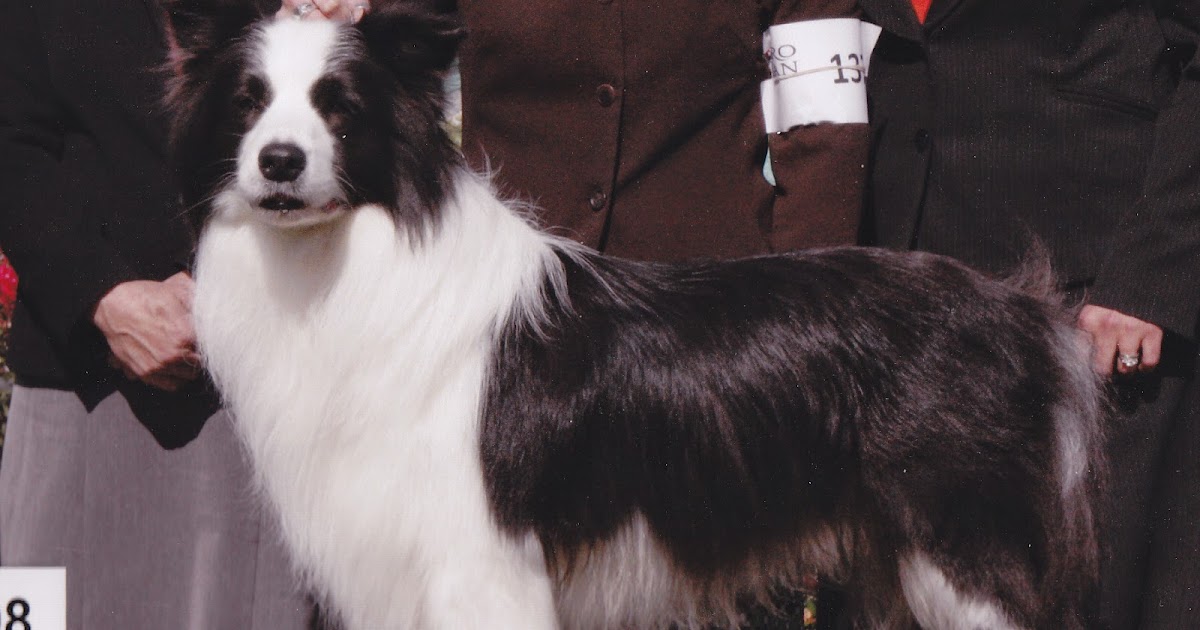 mars coat king border collie