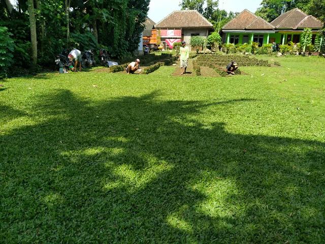 3 Jenis Rumput Gajah Mini Untuk Taman