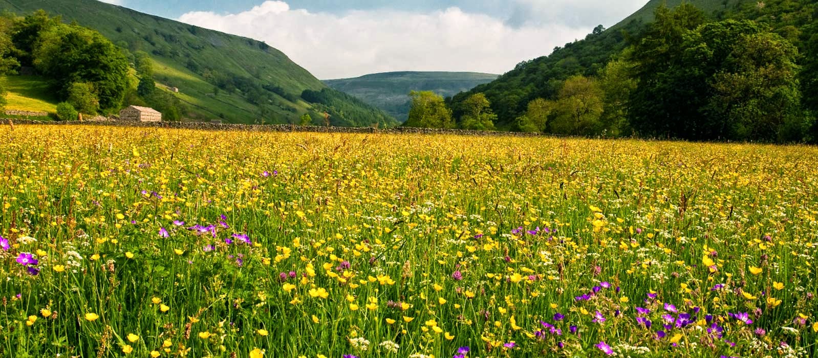 to the Plantlife blog. Coronation Meadows One year on