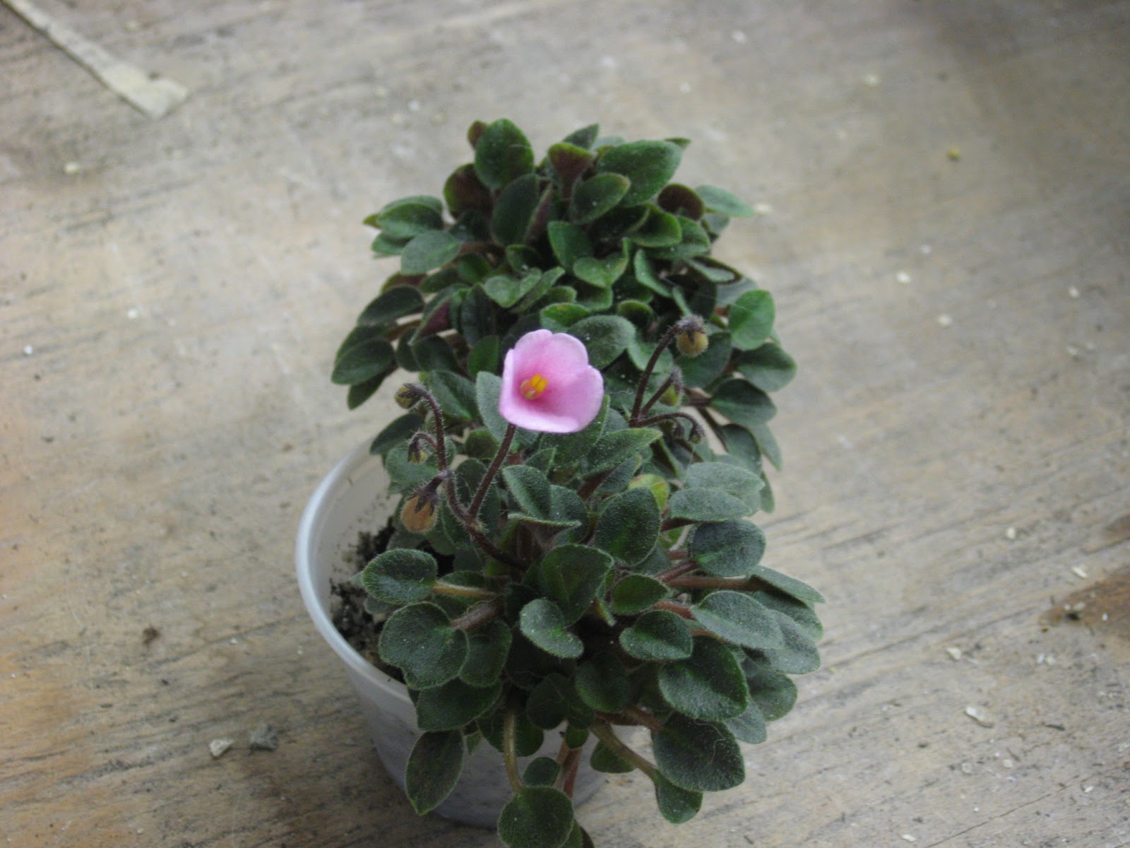 Shanti's African violets: Featured violet: Pipsqueek, micro mini trailer