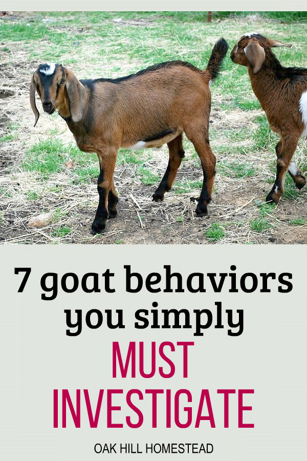 Is Your Goat S Behavior Normal Why It S Important To Know
