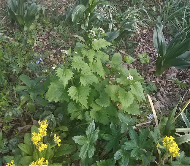 Plant Profile Persicaria