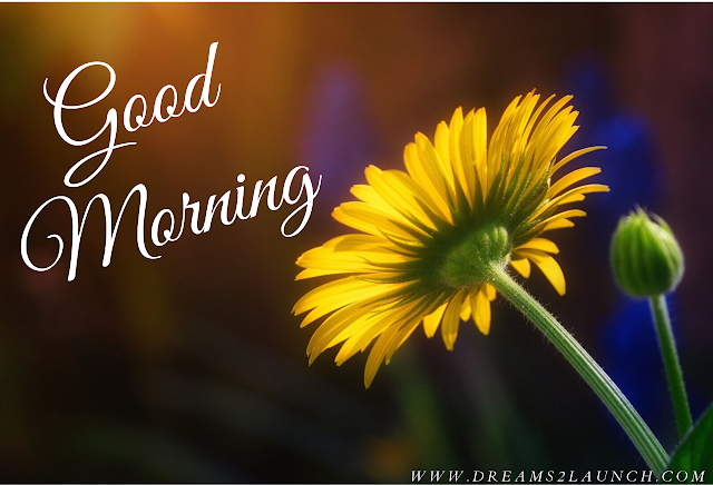 good morning beautiful sunflower images