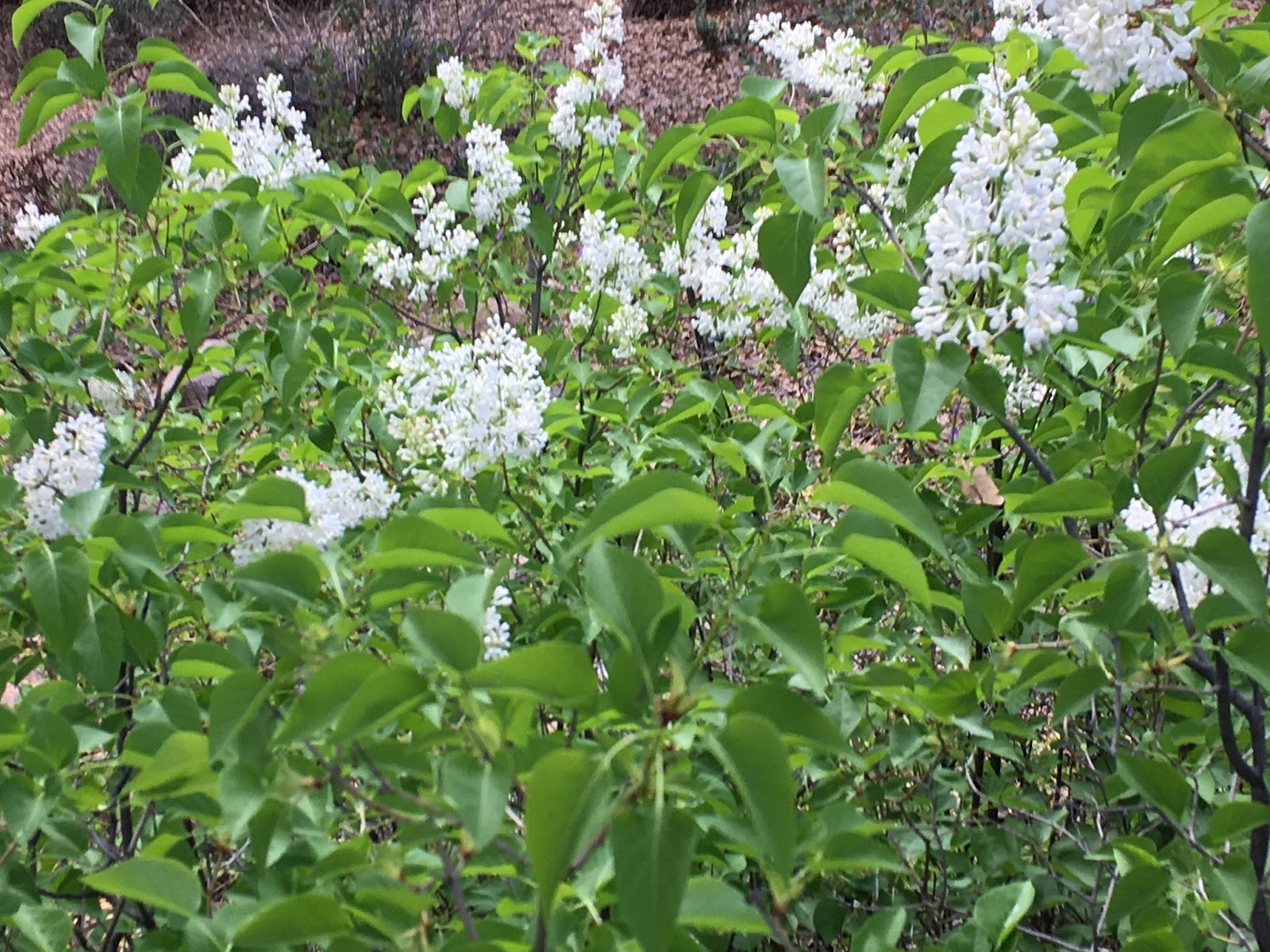 Wild Herb Ways Her White Lilacs