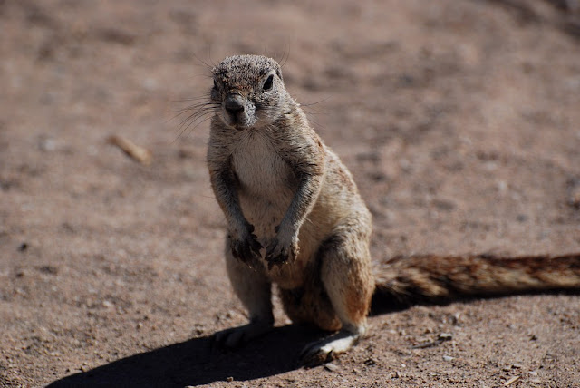 Geosciurus inauris Geosciurus inauris