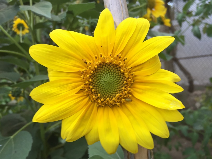 Sunflowers grow best in locations with direct sunlight about 8 hours per day.