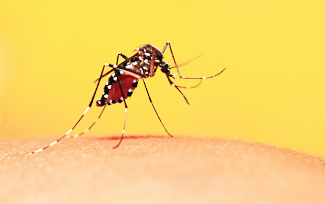 Cara Mencegah dan Mengusir Nyamuk