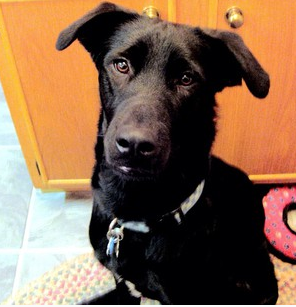 Rescue Dog Blog: This is a rescue dog!: Photo Share, Puppy Dog Eyes, 2