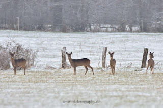 Naturfotografie Winterlandschaft Lippeaue Wildlifefotografie