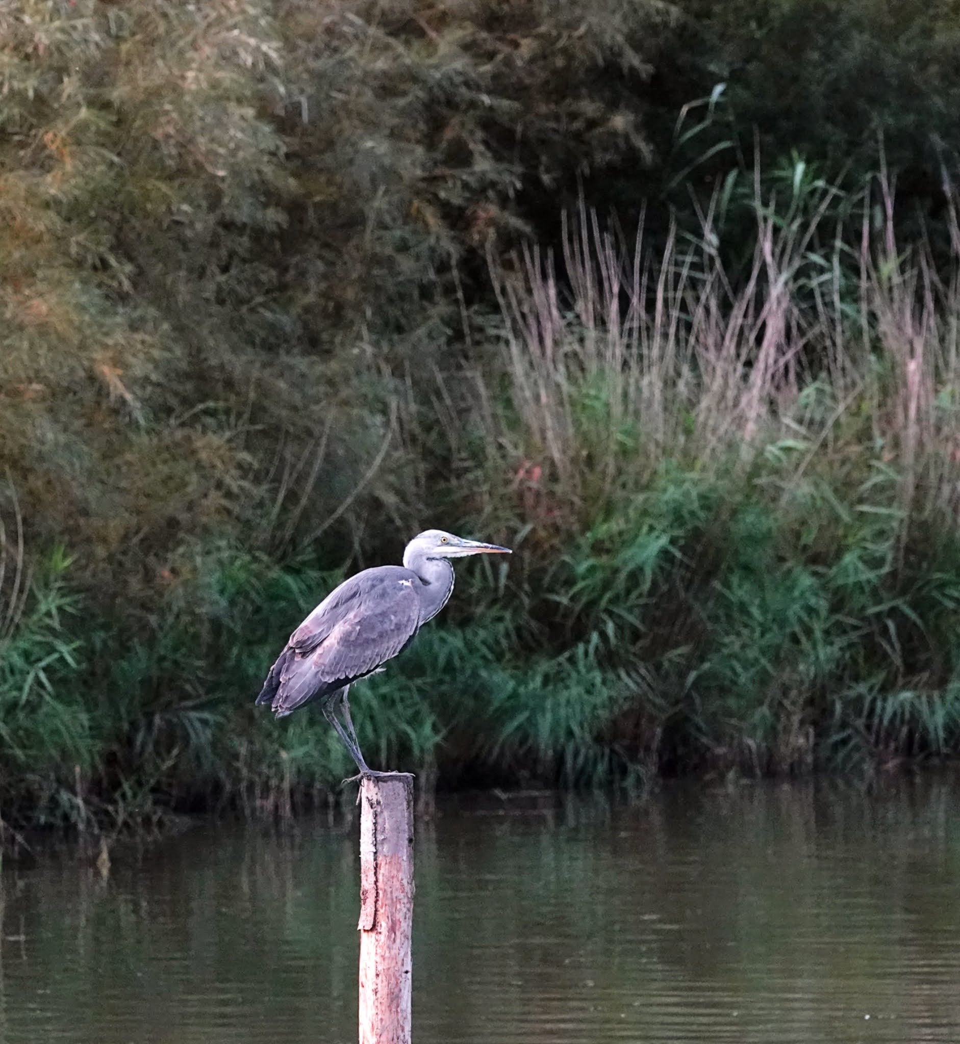 Астраханский заповедник египетские цапли. Голубоногая цапля. Ноги цапли. Мадагаскарская прудовая цапля. Цапля воронежский заповедник.