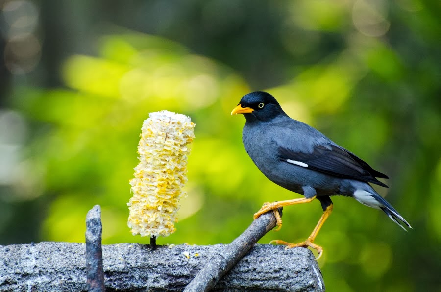 Mengapa Burung Jalak Kebo Cocok sebagai Hewan Peliharaan
