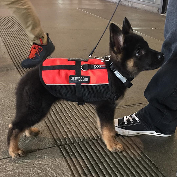 #6 And The Winner For Cutest Service Dog Goes To - 10 Puppies On Their First Days Of Work That Will Make Your Day #6 And The Winner For Cutest Service Dog Goes To - 10 Puppies On Their First Days Of Work That Will Make Your Day