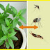 Eliminate Spiders, Flies, Bed Bugs And All Insects With This Plant