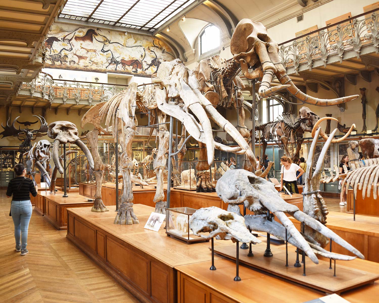Elephant Skeletons at Paris Museum of Natural History