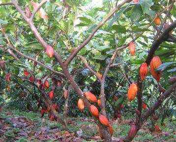 Procesos de cultivo de cacao a la cosecha