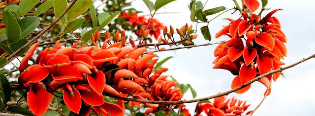 Imagem de galho de flores vermelhas