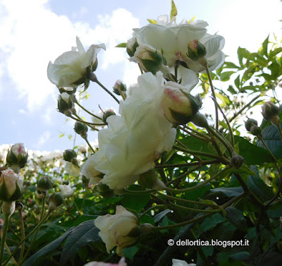 rosa del giardino visitabile della fattoria didattica dell ortica a Savigno Valsamoggia Bologna vicino Zocca nell Appennino