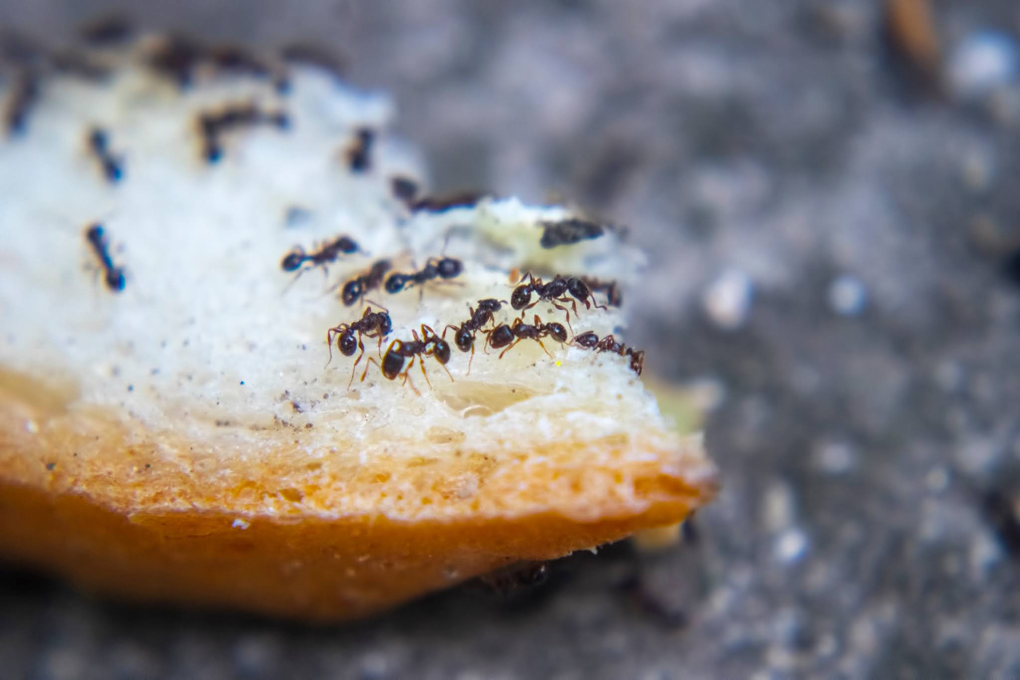 A B Pest Control and Insulation Tips for Keeping Ants Away this Spring