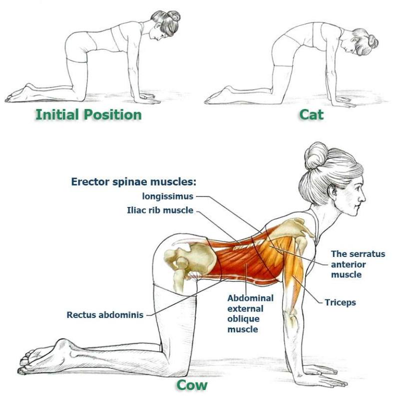 Nishar Basha S Blog Exercises And Yoga Poses For Your Back Pain