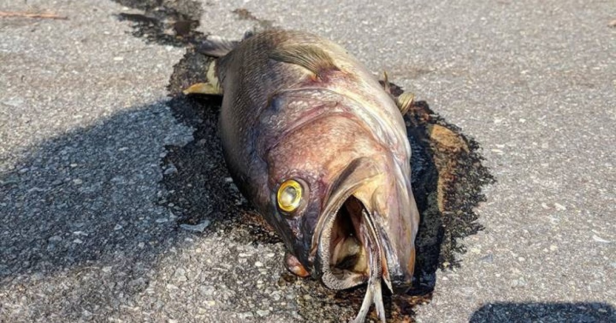 Kristian Nelson Library The Fish Rots from the Head [part 1 of 2]