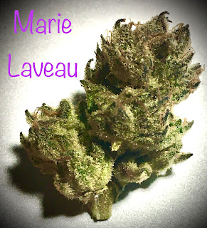 pennsylvania medical marijuana,prime wellness,marie laveau,marie laveau flower,marie laveau #4,pa medical marijuana