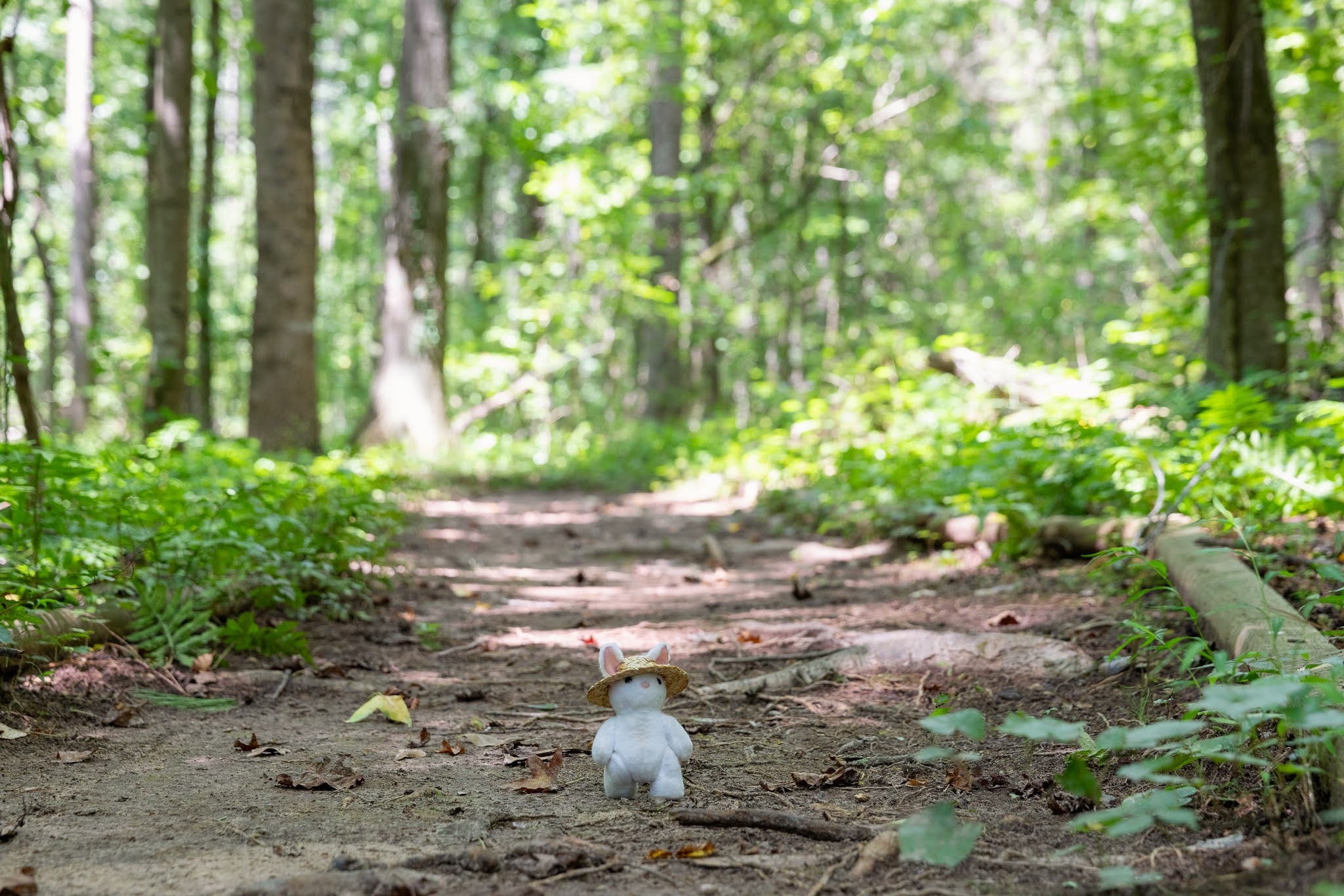 Out for a Hike