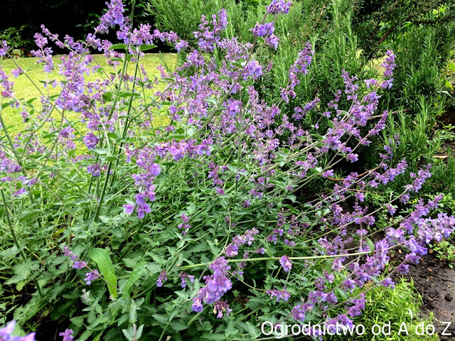 Kocimiętka Nepeta