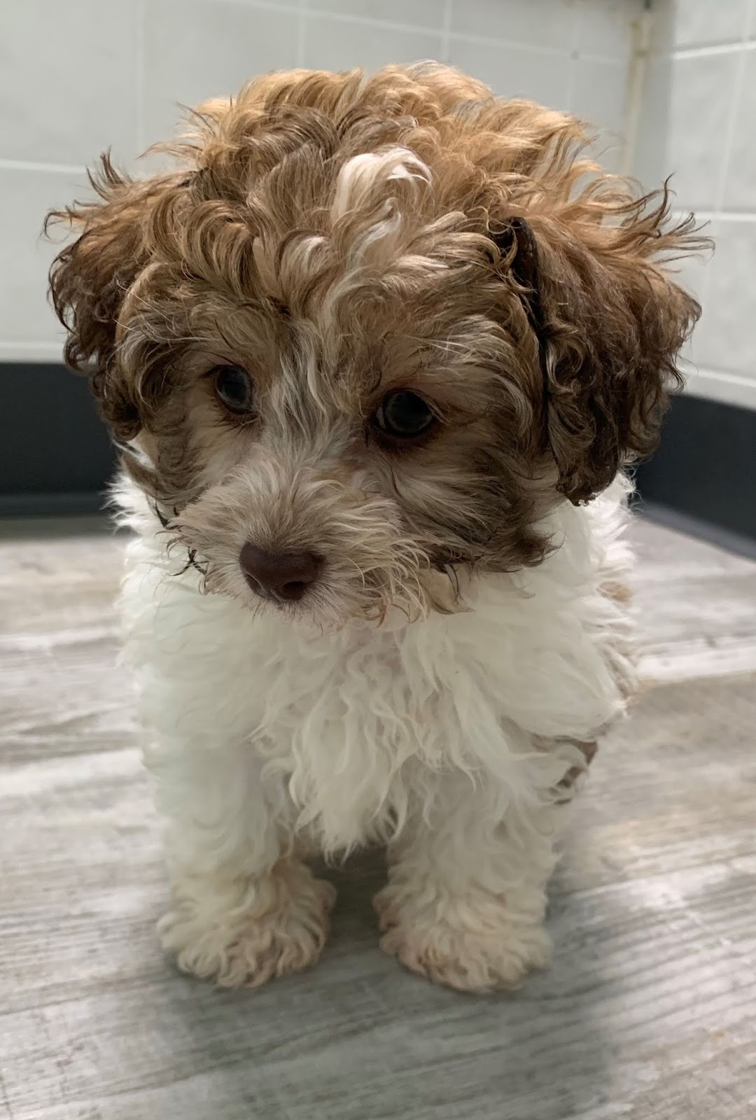 B & C Kennels Poodles Toys & Miniatures.