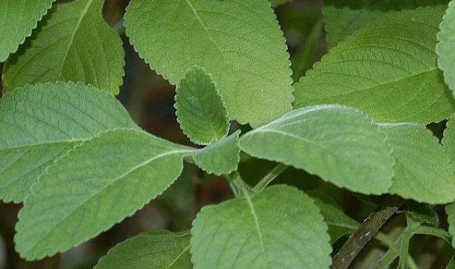 Coleus forskohlii Thyroid Disease