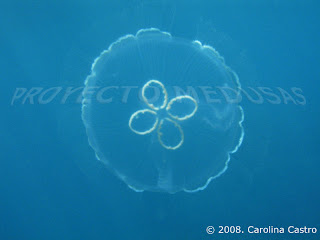 クラゲの種類 - Aurelia Sp.