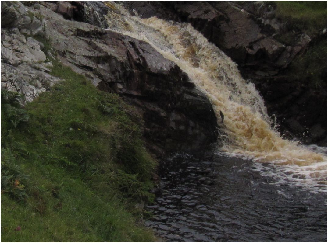 Islay Natural History Trust Sea trout leaping up waterfall in