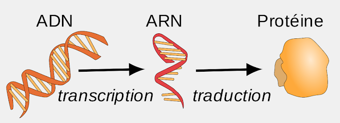Biologie Moléculaire : La Transcription