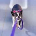 How To Train a Dog To Walk On a Leash Without Pulling How To Train a Dog To Walk On a Leash Without Pulling