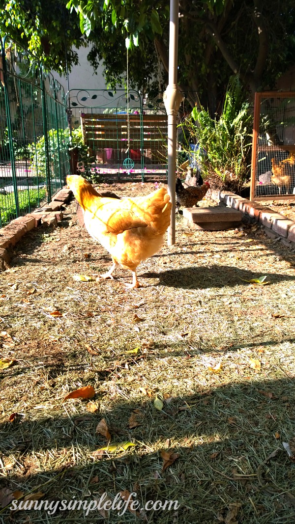 Sunny Simple Life Uses For Grass Clippings In The Garden And Chicken Coop