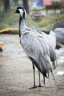 Daniyals Photography, Birds in Lake View Park, Bird Aviary, Lake View Park, Islamabad, Daniyal's Photography, https://www.facebook.com/daniyal.photography/