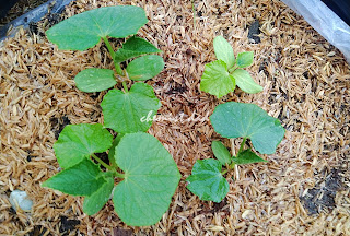 cucumber, how to grow cucumber, tips on urban gardening, urban gardening, urban planting, 