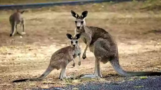 Kangaroo In Hindi