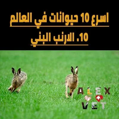 اسرع 10 حيوانات في الارض Brown Hare