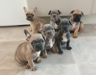 french bulldogs puppies