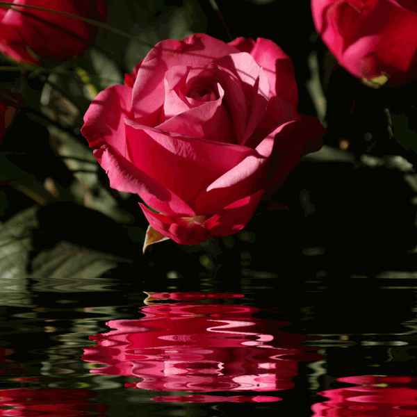 Evidências Em Dobro rosas gifs