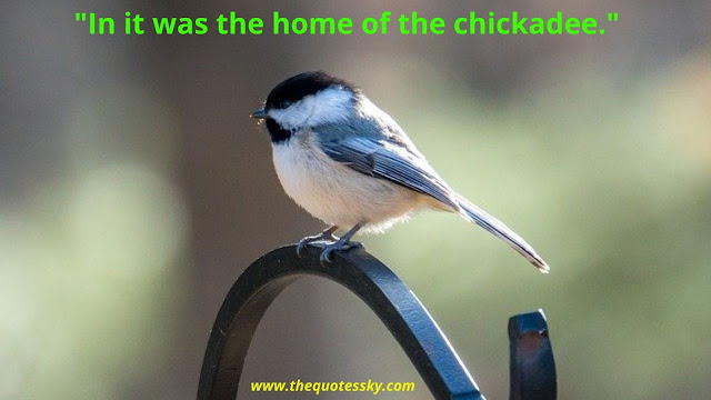100 + Black-Capped Chickadee Bird Quotes & Sayings [ 2021 ]