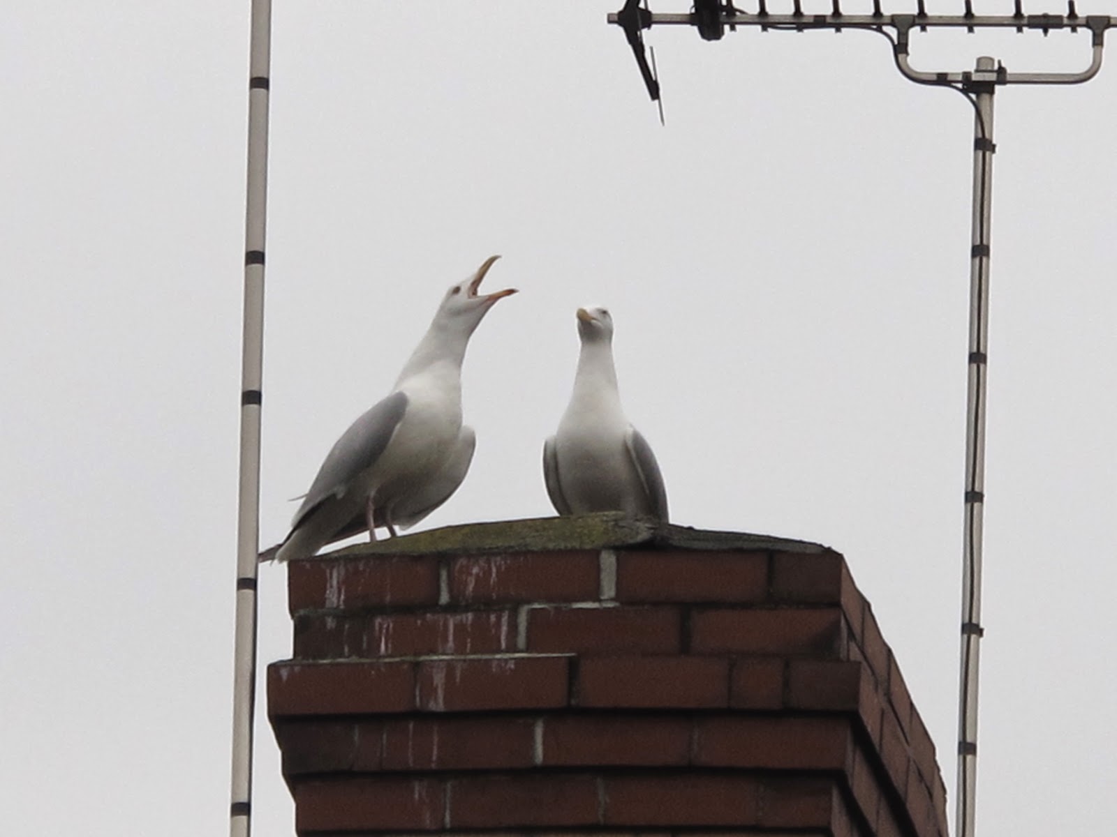 The Rattling Crow Herring Gull pair long call duetting