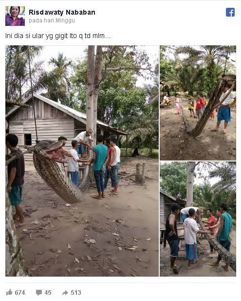 Duel Dengan Ular Piton Sebesar Ini Pria Ini Hal Mengerikan Di Tangannya Duel Dengan Ular Piton Sebesar Ini Pria Ini Hal Mengerikan Di Tangannya