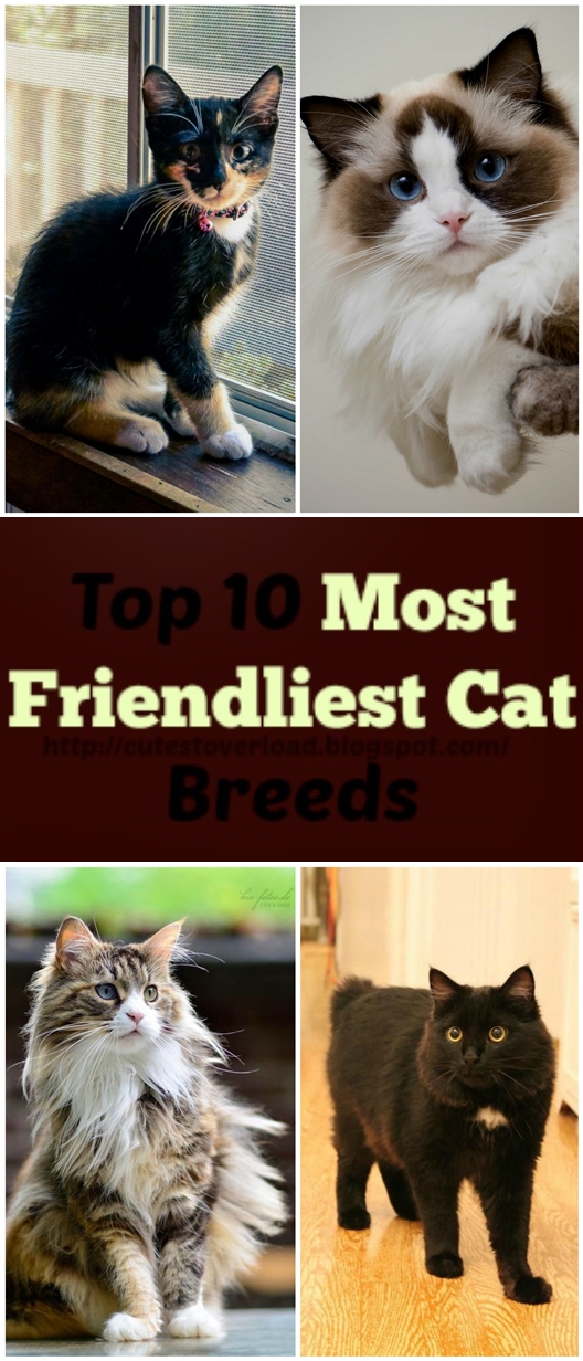 Lovely Pet's ༻ Top 10 Most Friendliest Cat Breeds