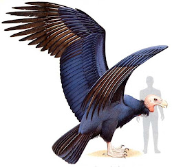 argentavis ever bird flying largest discovered where