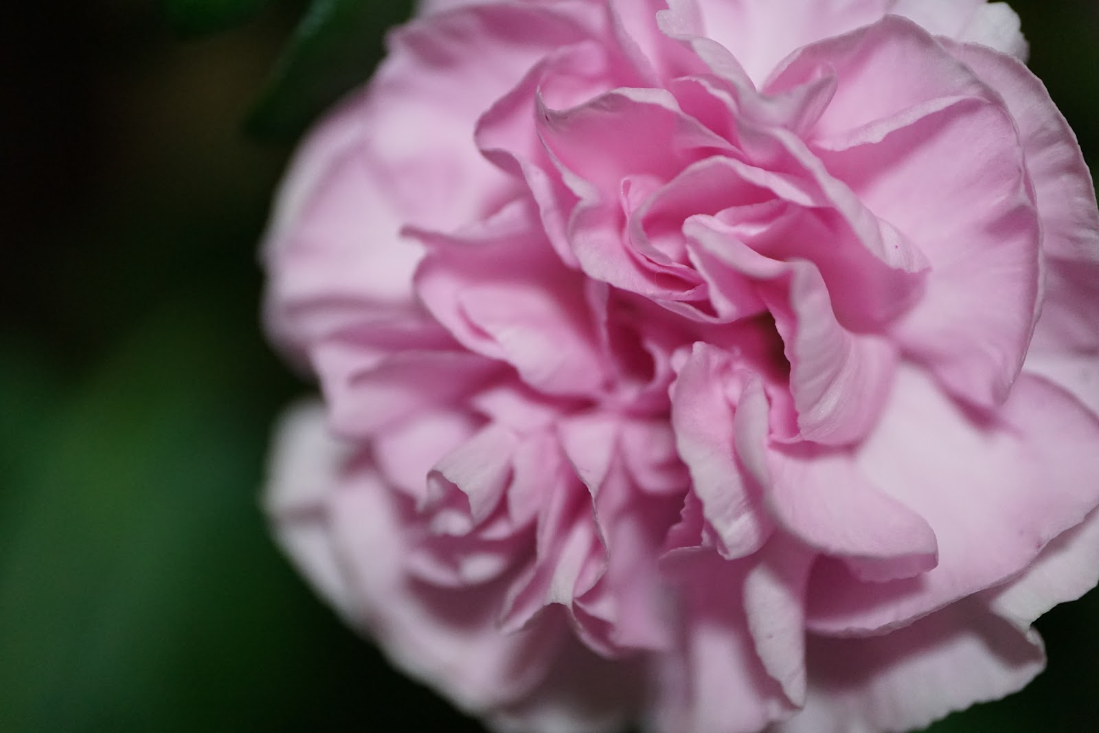 淡いピンクの小さめの花のマクロ撮影