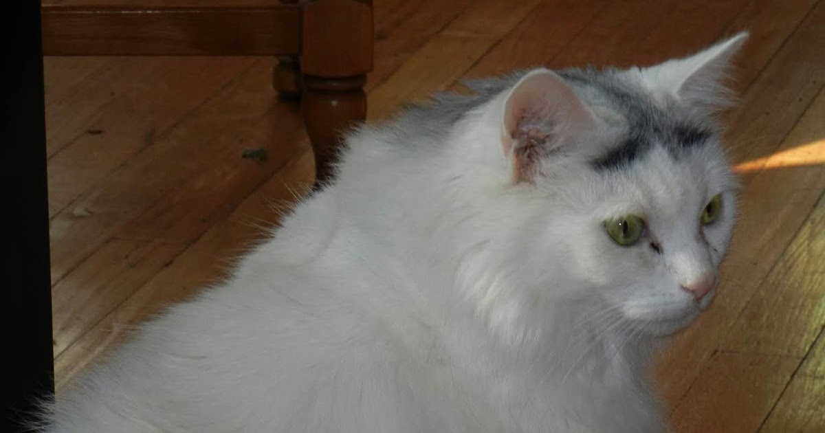 Pişi & Squeak Maine Coon in the House!