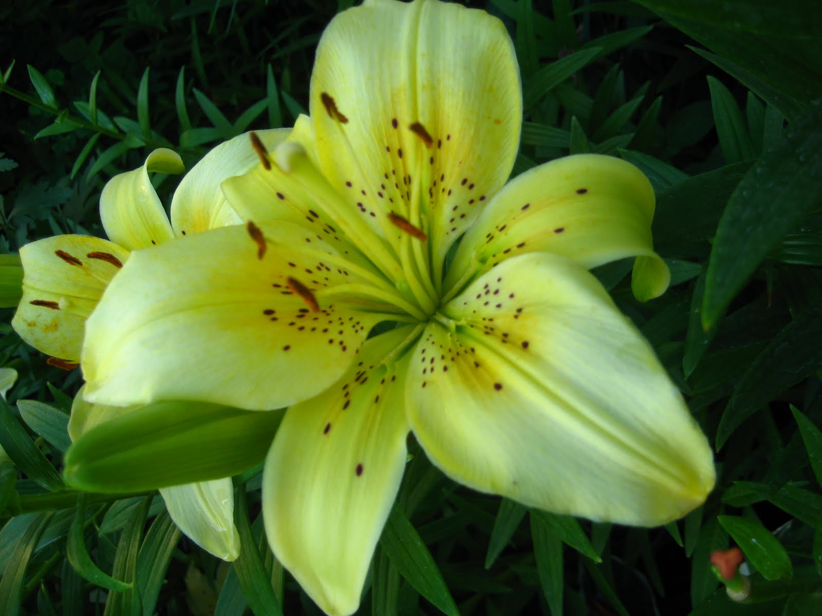 Lilies of the fields