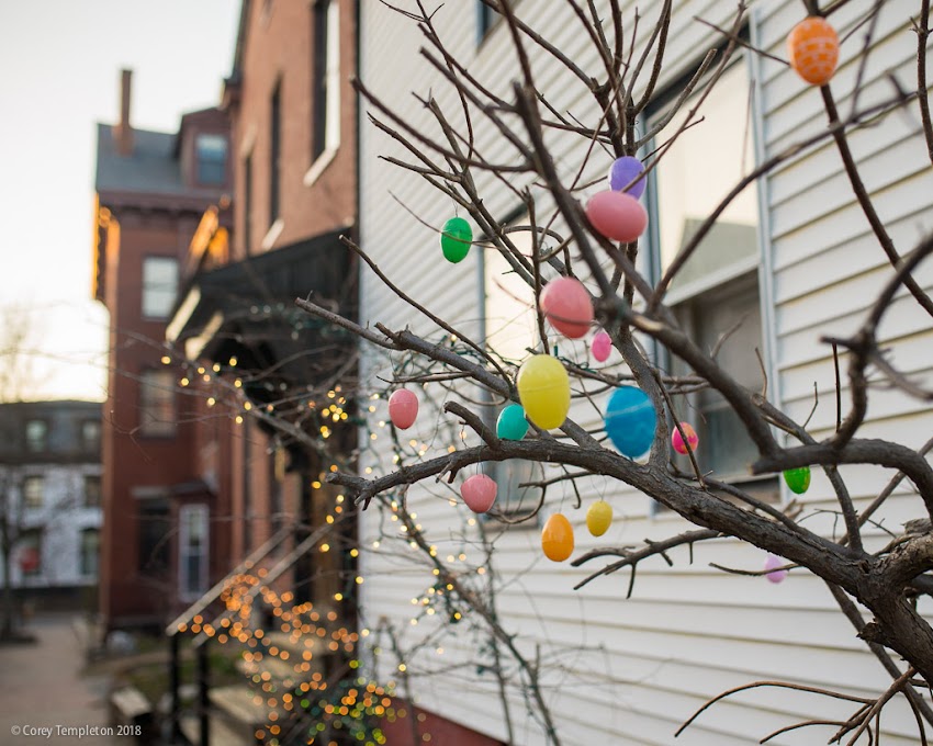 Portland, Maine USA April 2018 photo by Corey Templeton. Spotted an elusive Easter egg tree on Winter Street. This species only shows its colors one day a year.